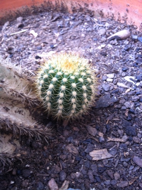 [Foto de planta, jardin, jardineria]