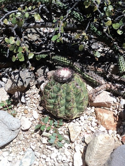 [Foto de planta, jardin, jardineria]