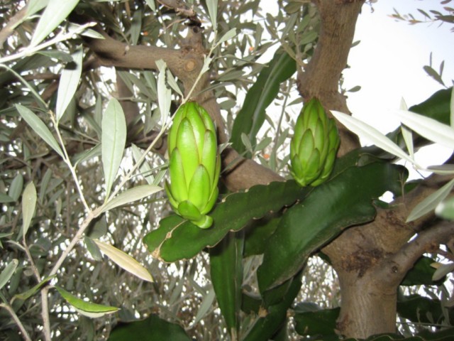 [Foto de planta, jardin, jardineria]