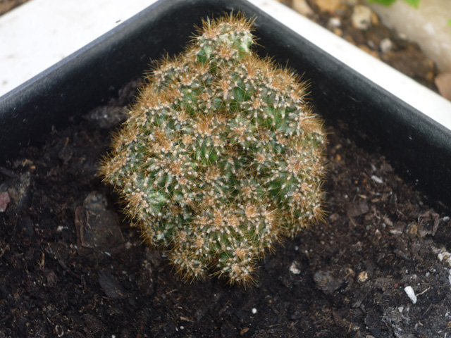 [Foto de planta, jardin, jardineria]