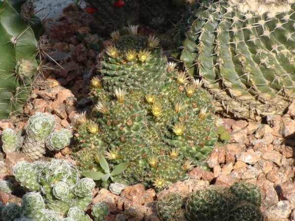 [Foto de planta, jardin, jardineria]