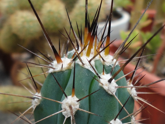 [Foto de planta, jardin, jardineria]