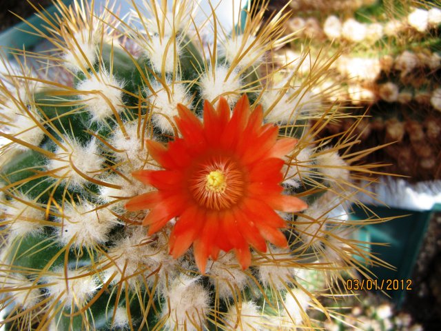 [Foto de planta, jardin, jardineria]