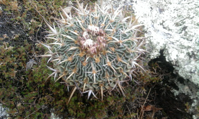 [Foto de planta, jardin, jardineria]