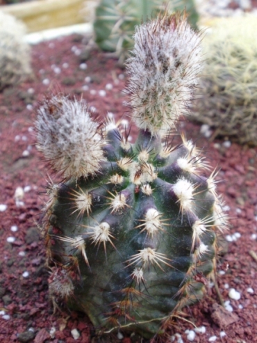 [Foto de planta, jardin, jardineria]