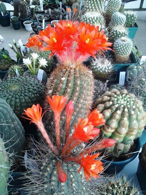 [Foto de planta, jardin, jardineria]