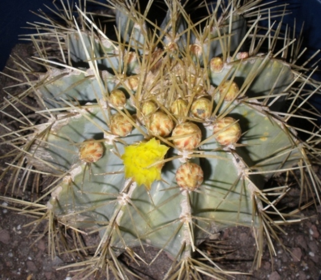 [Foto de planta, jardin, jardineria]