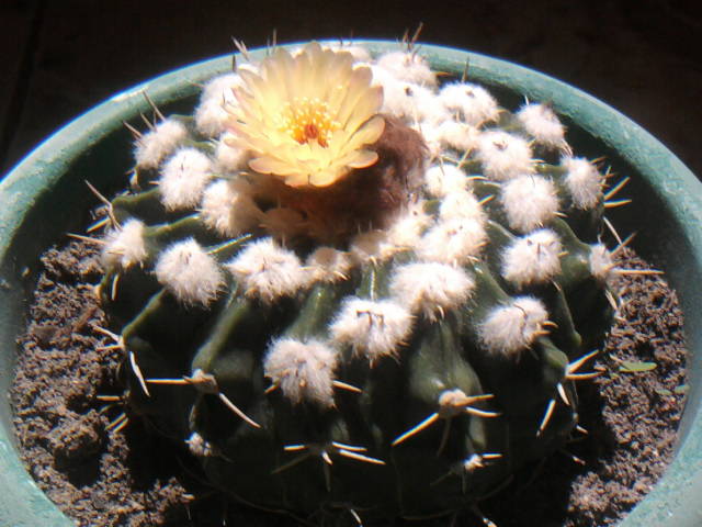 [Foto de planta, jardin, jardineria]