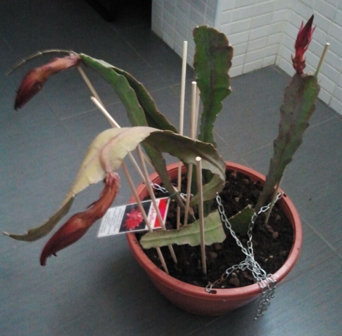 [Foto de planta, jardin, jardineria]