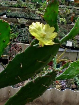 [Foto de planta, jardin, jardineria]