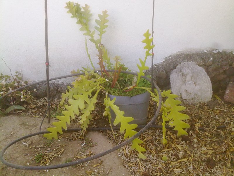 [Foto de planta, jardin, jardineria]