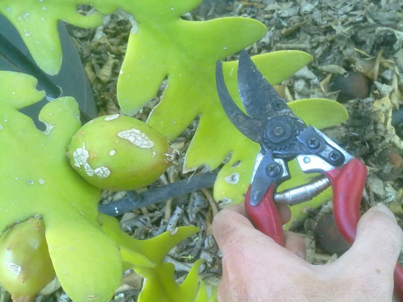 [Foto de planta, jardin, jardineria]