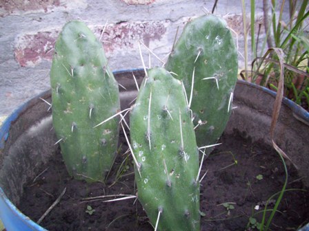 [Foto de planta, jardin, jardineria]