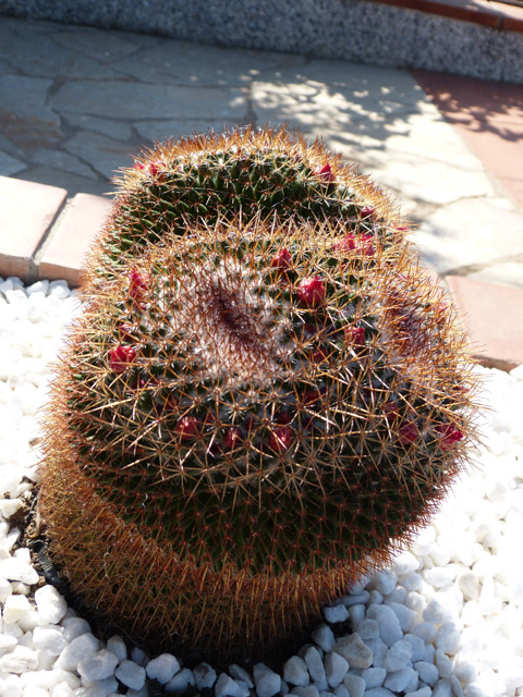 [Foto de planta, jardin, jardineria]