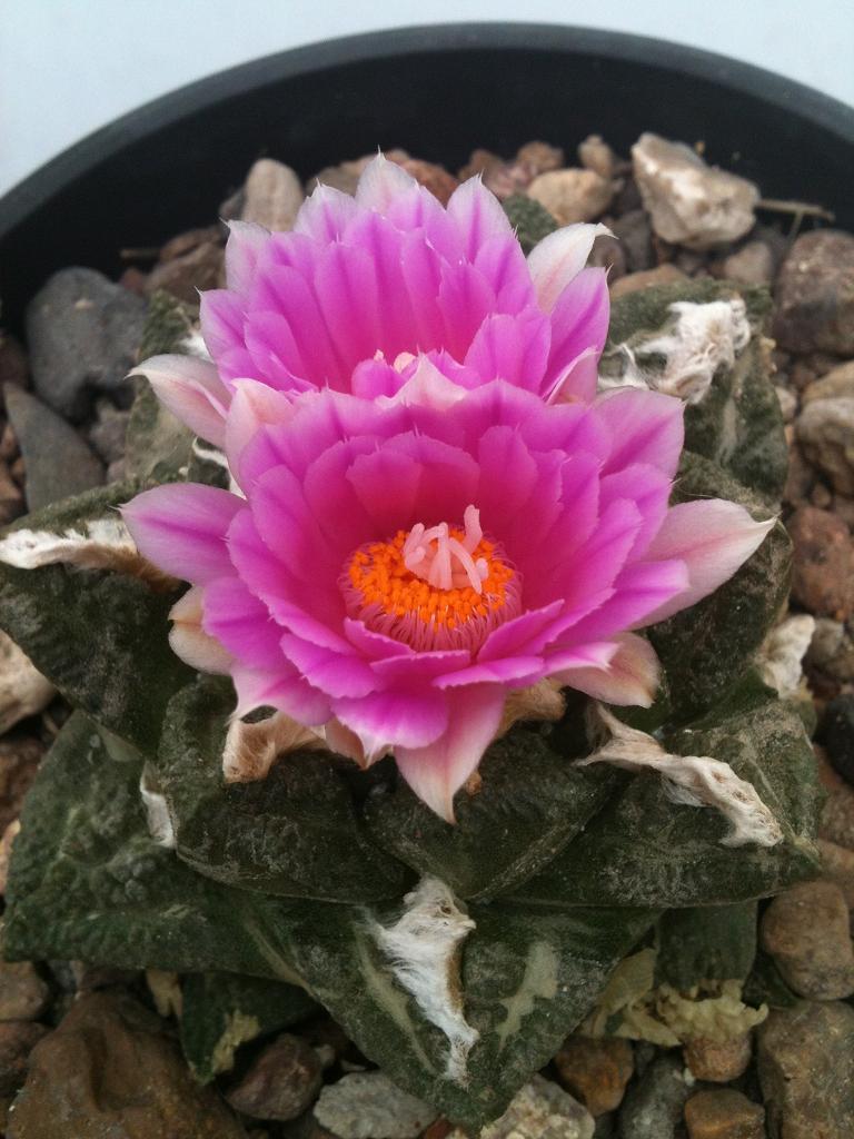 [Foto de planta, jardin, jardineria]