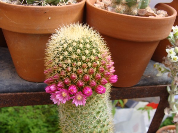 [Foto de planta, jardin, jardineria]