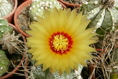 [Foto de planta, jardin, jardineria]