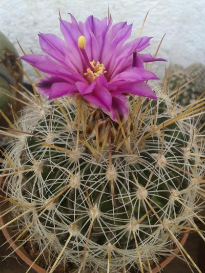 [Foto de planta, jardin, jardineria]