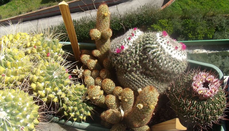 [Foto de planta, jardin, jardineria]