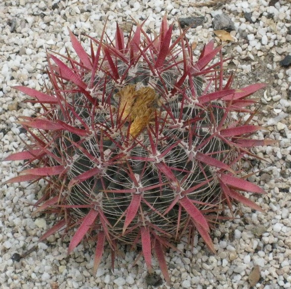 [Foto de planta, jardin, jardineria]