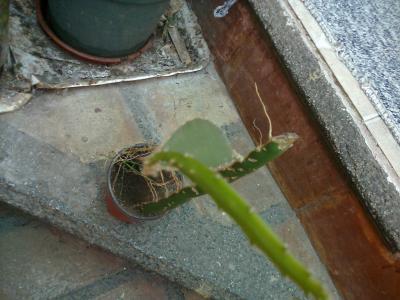 [Foto de planta, jardin, jardineria]