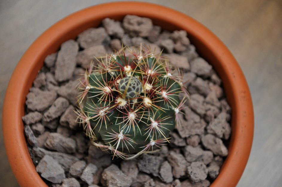 [Foto de planta, jardin, jardineria]