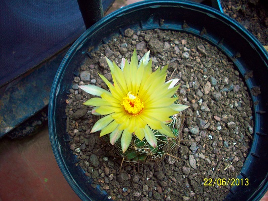 [Foto de planta, jardin, jardineria]