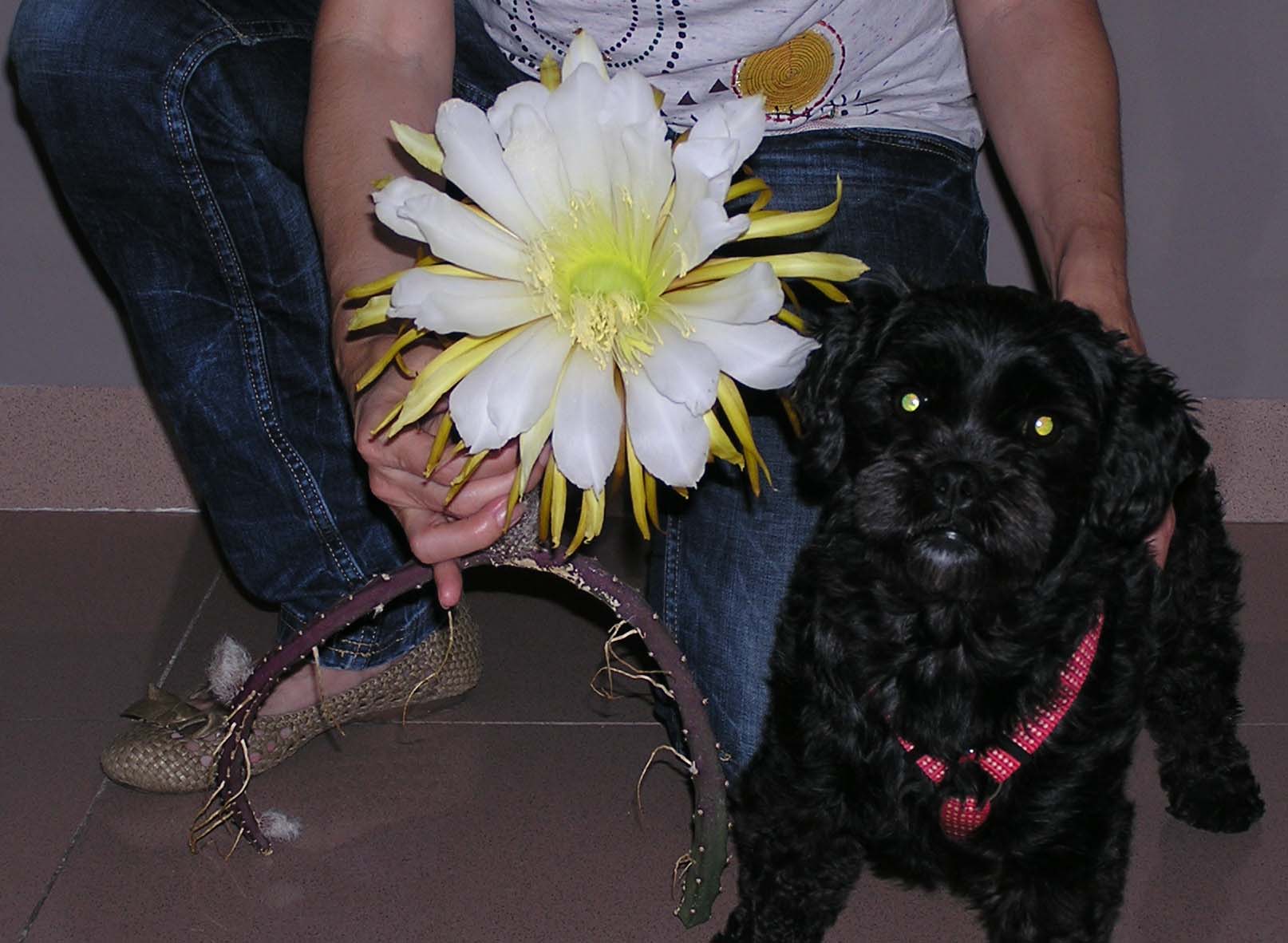 [Foto de planta, jardin, jardineria]