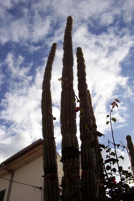 [Foto de planta, jardin, jardineria]