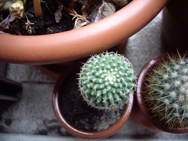 [Foto de planta, jardin, jardineria]