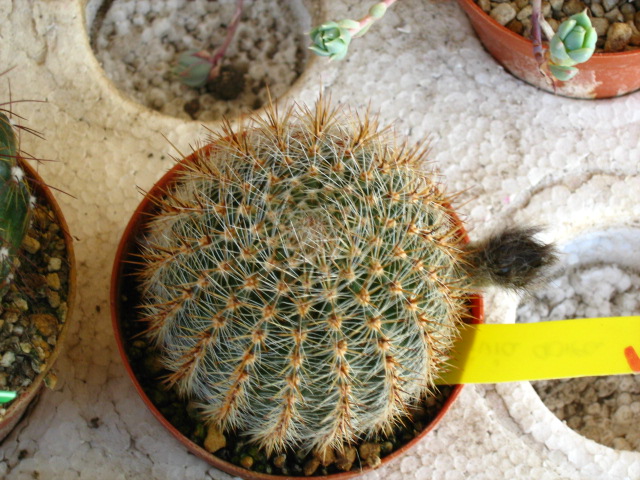 [Foto de planta, jardin, jardineria]