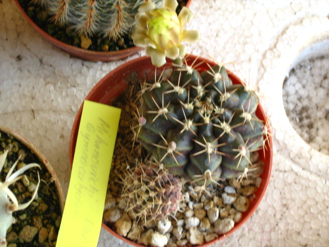 [Foto de planta, jardin, jardineria]