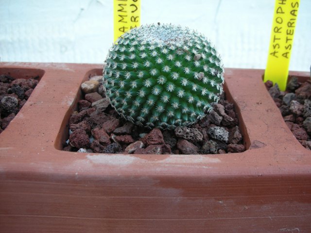 [Foto de planta, jardin, jardineria]