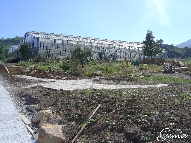 [Foto de planta, jardin, jardineria]