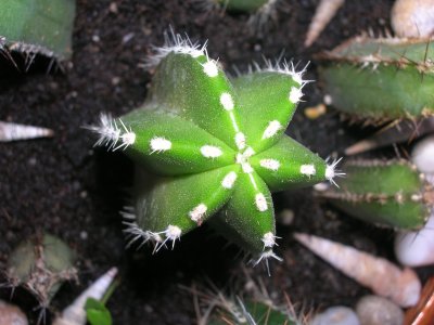 [Foto de planta, jardin, jardineria]