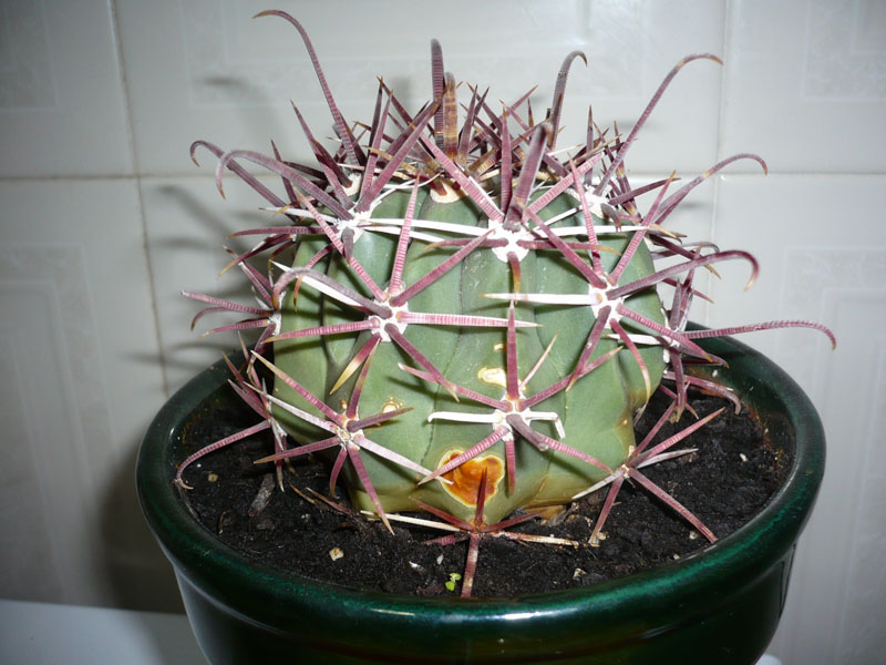 [Foto de planta, jardin, jardineria]