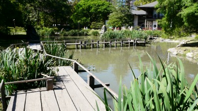 [Foto de planta, jardin, jardineria]