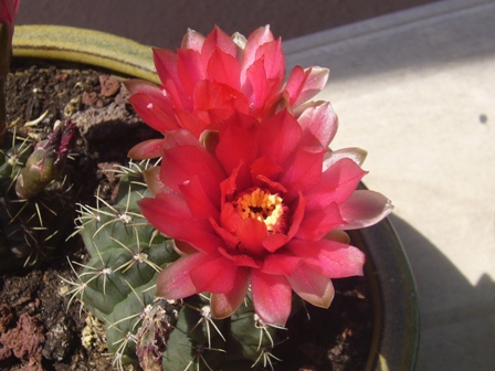 [Foto de planta, jardin, jardineria]