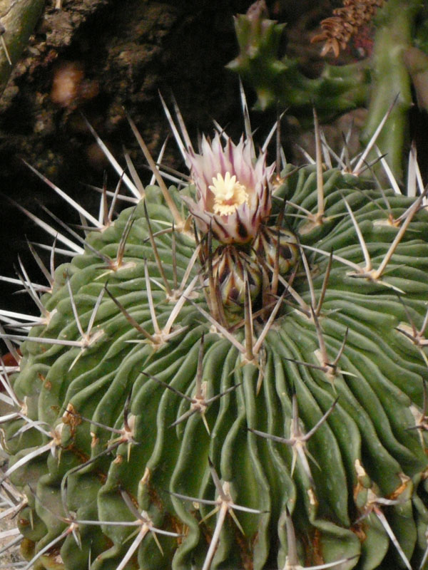 [Foto de planta, jardin, jardineria]