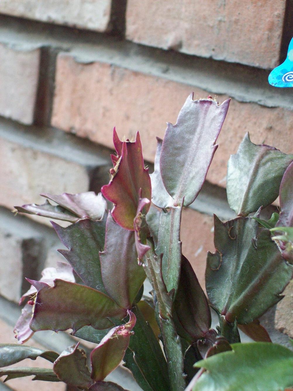 [Foto de planta, jardin, jardineria]