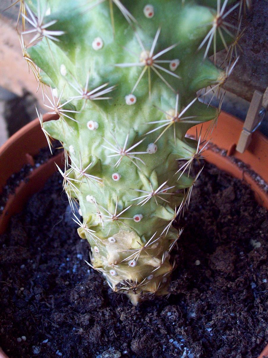 [Foto de planta, jardin, jardineria]