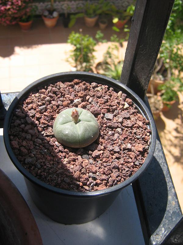 [Foto de planta, jardin, jardineria]