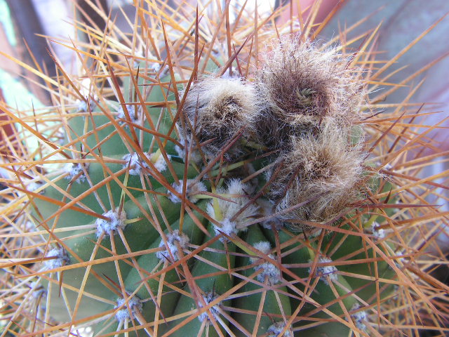 [Foto de planta, jardin, jardineria]