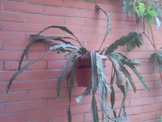 [Foto de planta, jardin, jardineria]
