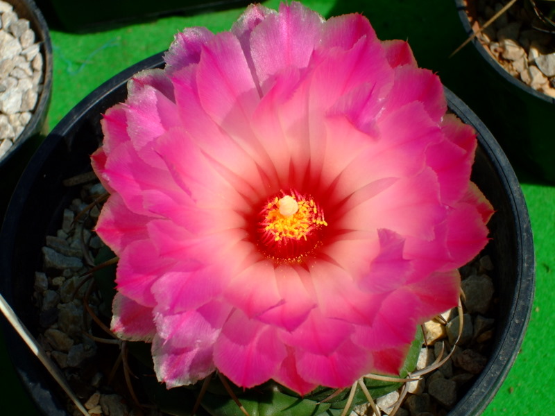 [Foto de planta, jardin, jardineria]