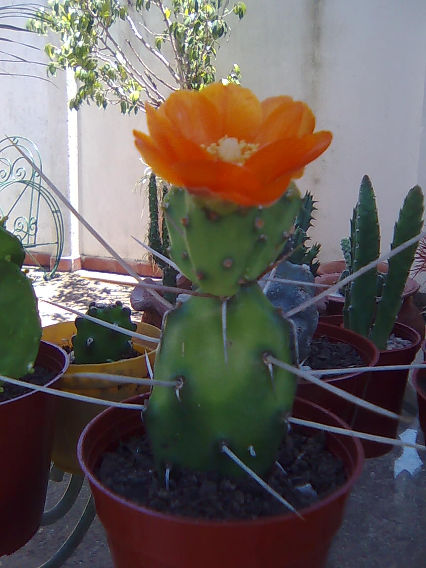 [Foto de planta, jardin, jardineria]