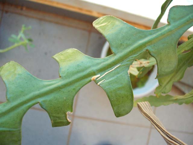 [Foto de planta, jardin, jardineria]