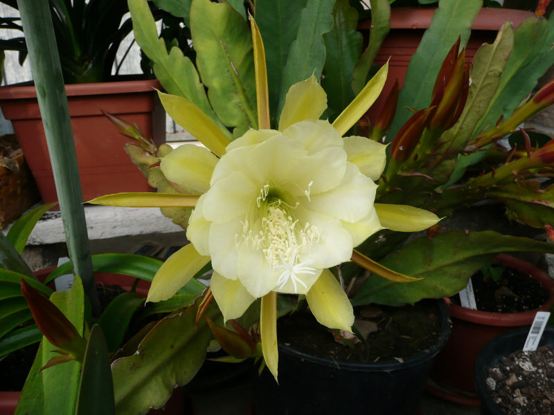 [Foto de planta, jardin, jardineria]