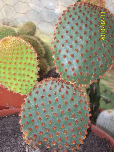 [Foto de planta, jardin, jardineria]