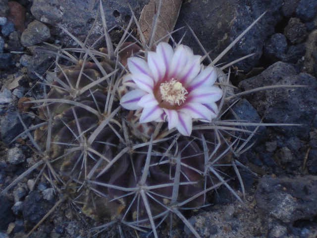 [Foto de planta, jardin, jardineria]